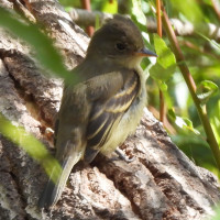 Willow Flycatcher